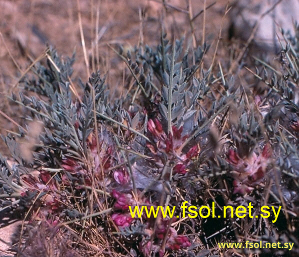 Astragalus deinacanthus Boiss.